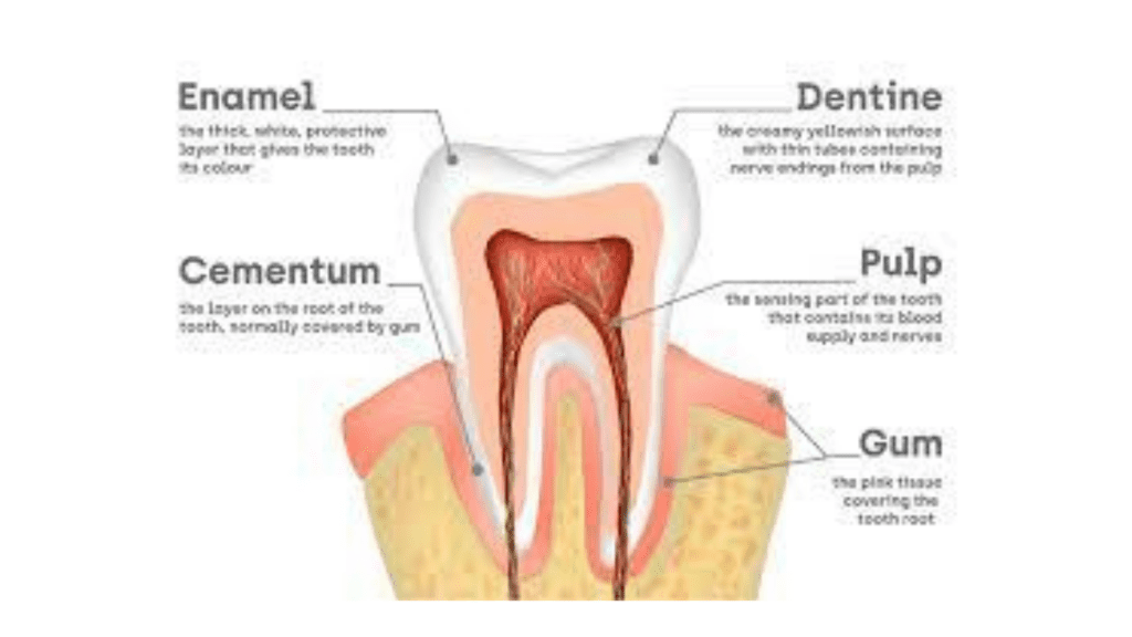 teeth