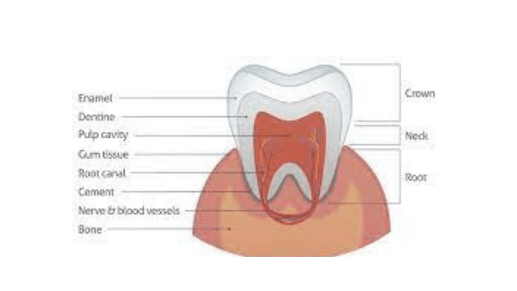 enamel